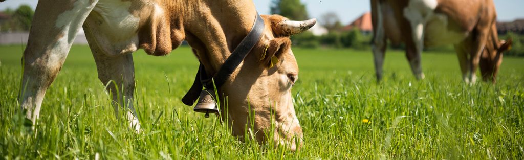 In Svizzera il mercato dei prodotti biologici continua a crescere