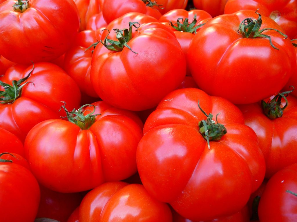 pomodoro di industria produzione biologica